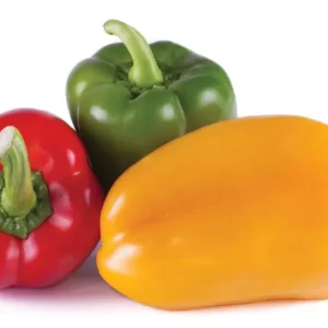 Capsicum